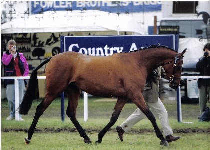 UK SHOWING DIRECTORY